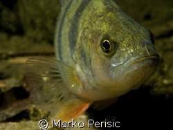 A freshwater Perch takes a look into the lens on a night ... by Marko Perisic 